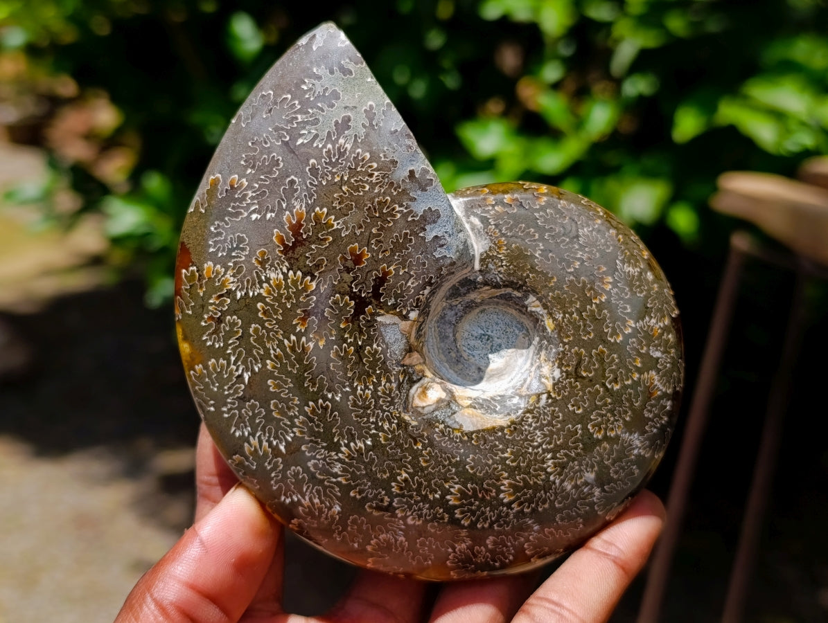 Polished Whole Cleoniceras "Jigsaw" Ammonite Fossils x 2 From Tulear, Madagascar