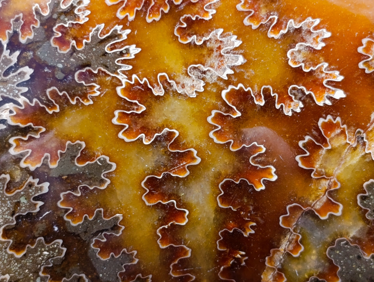 Polished Whole Cleoniceras "Jigsaw" Ammonite Fossils x 2 From Tulear, Madagascar