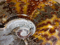 Polished Whole Cleoniceras "Jigsaw" Ammonite Fossils x 2 From Tulear, Madagascar