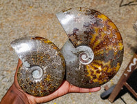 Polished Whole Cleoniceras "Jigsaw" Ammonite Fossils x 2 From Tulear, Madagascar