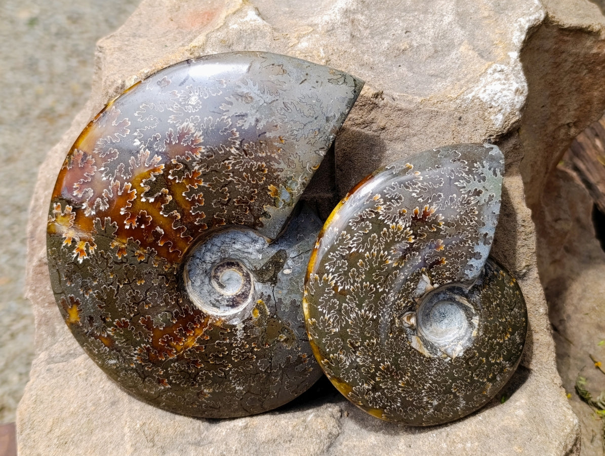 Polished Whole Cleoniceras "Jigsaw" Ammonite Fossils x 2 From Tulear, Madagascar