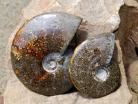 Polished Whole Cleoniceras "Jigsaw" Ammonite Fossils x 2 From Tulear, Madagascar