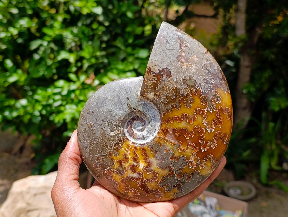 Polished Whole Cleoniceras "Jigsaw" Ammonite Fossils x 2 From Tulear, Madagascar