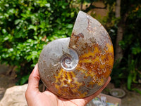 Polished Whole Cleoniceras "Jigsaw" Ammonite Fossils x 2 From Tulear, Madagascar
