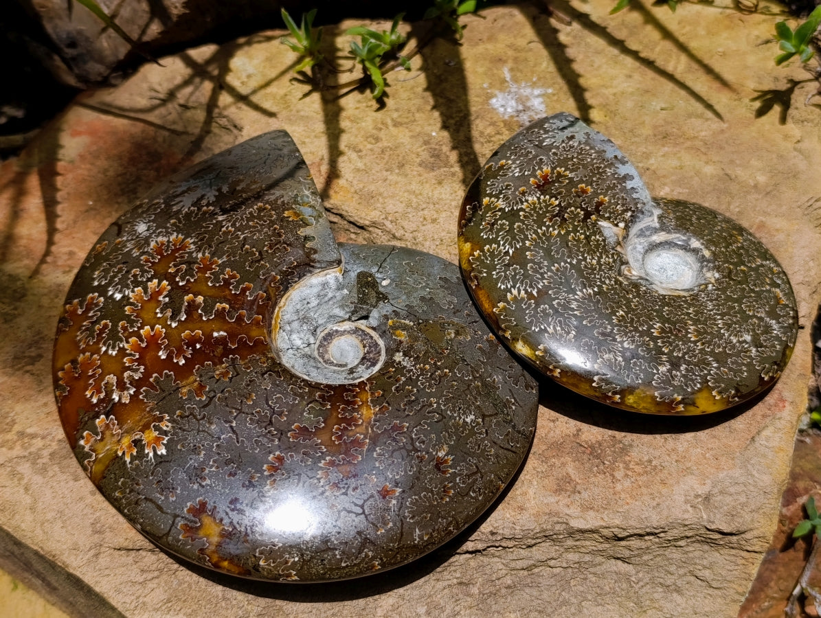 Polished Whole Cleoniceras "Jigsaw" Ammonite Fossils x 2 From Tulear, Madagascar