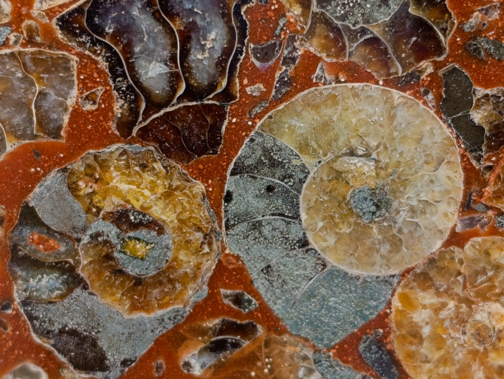 Hand Made Ammonite Conglomerate Display Plaques x 2 From Mahajanga, Madagascar - Toprock Gemstones and Minerals 