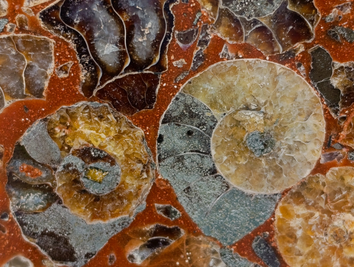 Hand Made Ammonite Conglomerate Display Plaques x 2 From Mahajanga, Madagascar