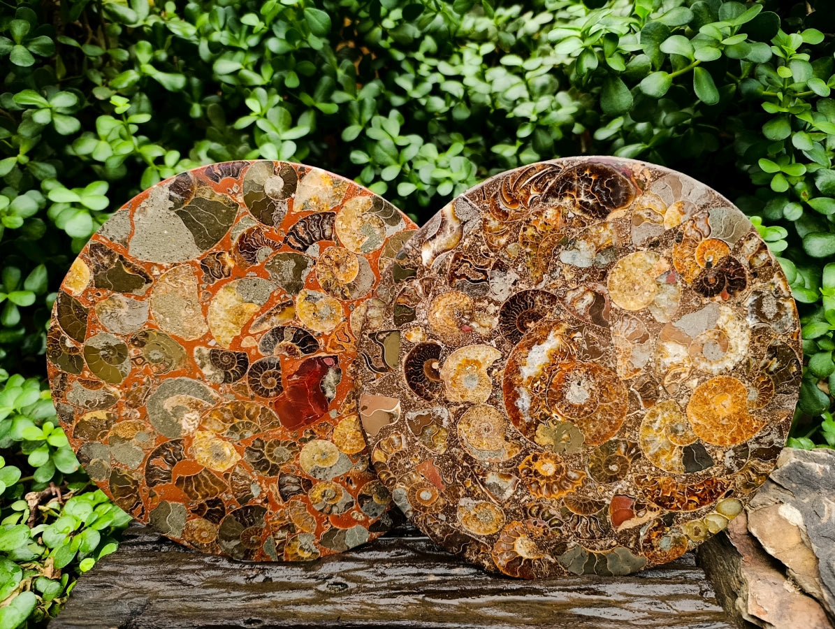 Hand Made Ammonite Conglomerate Display Plaques x 2 From Mahajanga, Madagascar