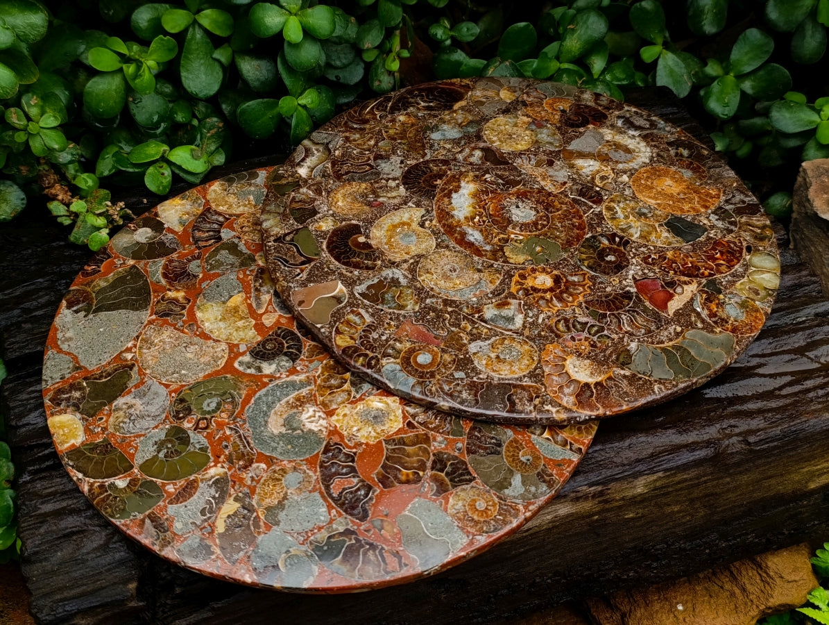 Hand Made Ammonite Conglomerate Display Plaques x 2 From Mahajanga, Madagascar