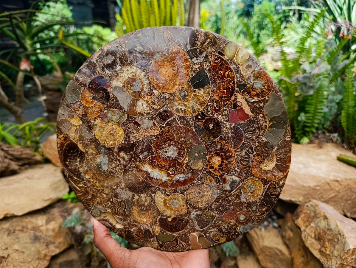 Hand Made Ammonite Conglomerate Display Plaques x 2 From Mahajanga, Madagascar