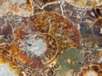 Hand Made Ammonite Conglomerate Display Plaques x 2 From Mahajanga, Madagascar - Toprock Gemstones and Minerals 