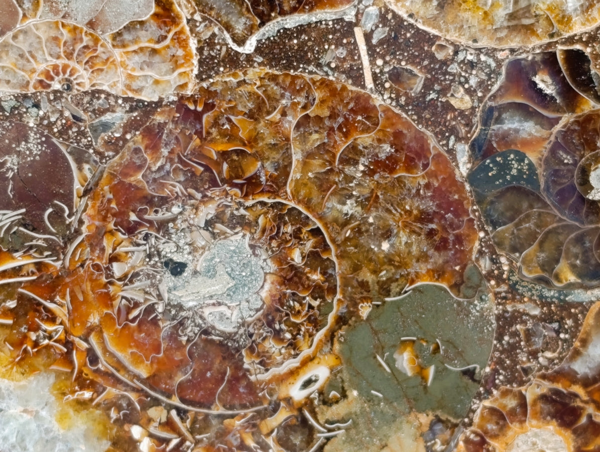 Hand Made Ammonite Conglomerate Display Plaques x 2 From Mahajanga, Madagascar