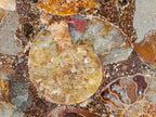 Hand Made Ammonite Conglomerate Display Plaques x 2 From Mahajanga, Madagascar - Toprock Gemstones and Minerals 
