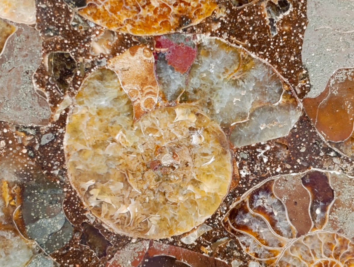 Hand Made Ammonite Conglomerate Display Plaques x 2 From Mahajanga, Madagascar