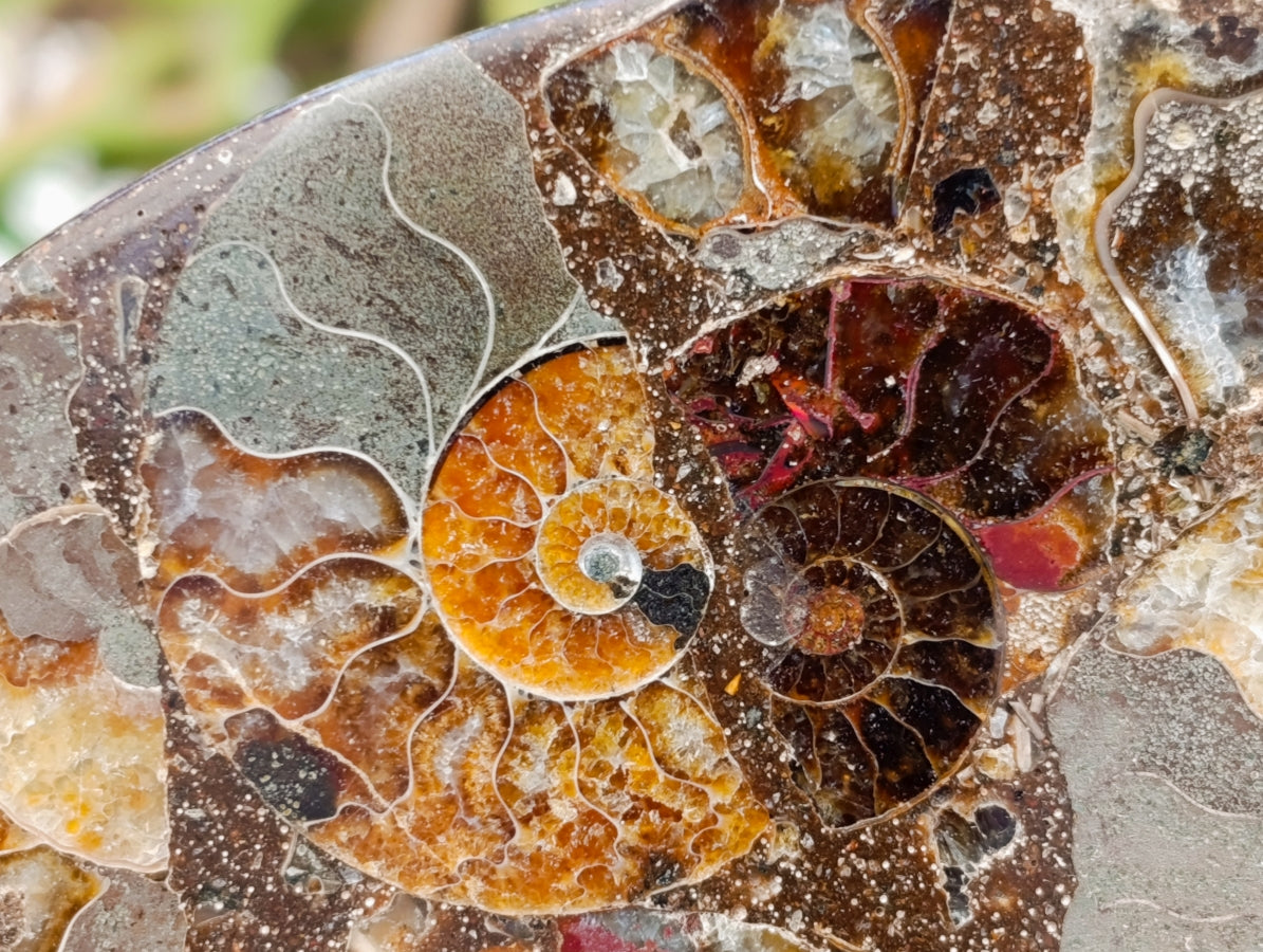 Hand Made Ammonite Conglomerate Display Plaques x 2 From Mahajanga, Madagascar