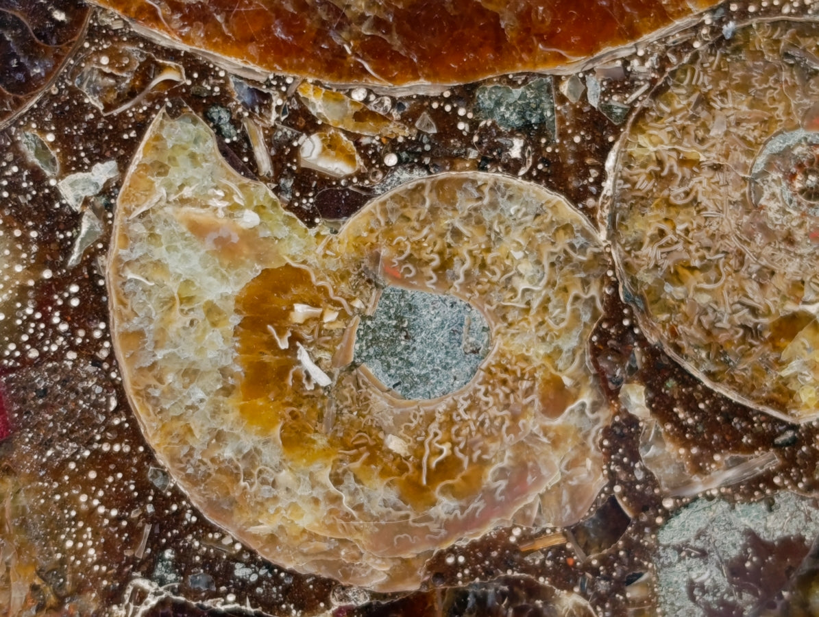 Hand Made Ammonite Conglomerate Display Plaques x 2 From Mahajanga, Madagascar