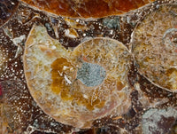 Hand Made Ammonite Conglomerate Display Plaques x 2 From Mahajanga, Madagascar