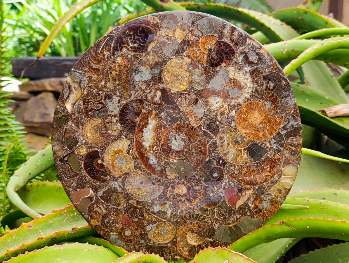 Hand Made Ammonite Conglomerate Display Plaques x 2 From Mahajanga, Madagascar