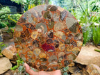 Hand Made Ammonite Conglomerate Display Plaques x 2 From Mahajanga, Madagascar - Toprock Gemstones and Minerals 