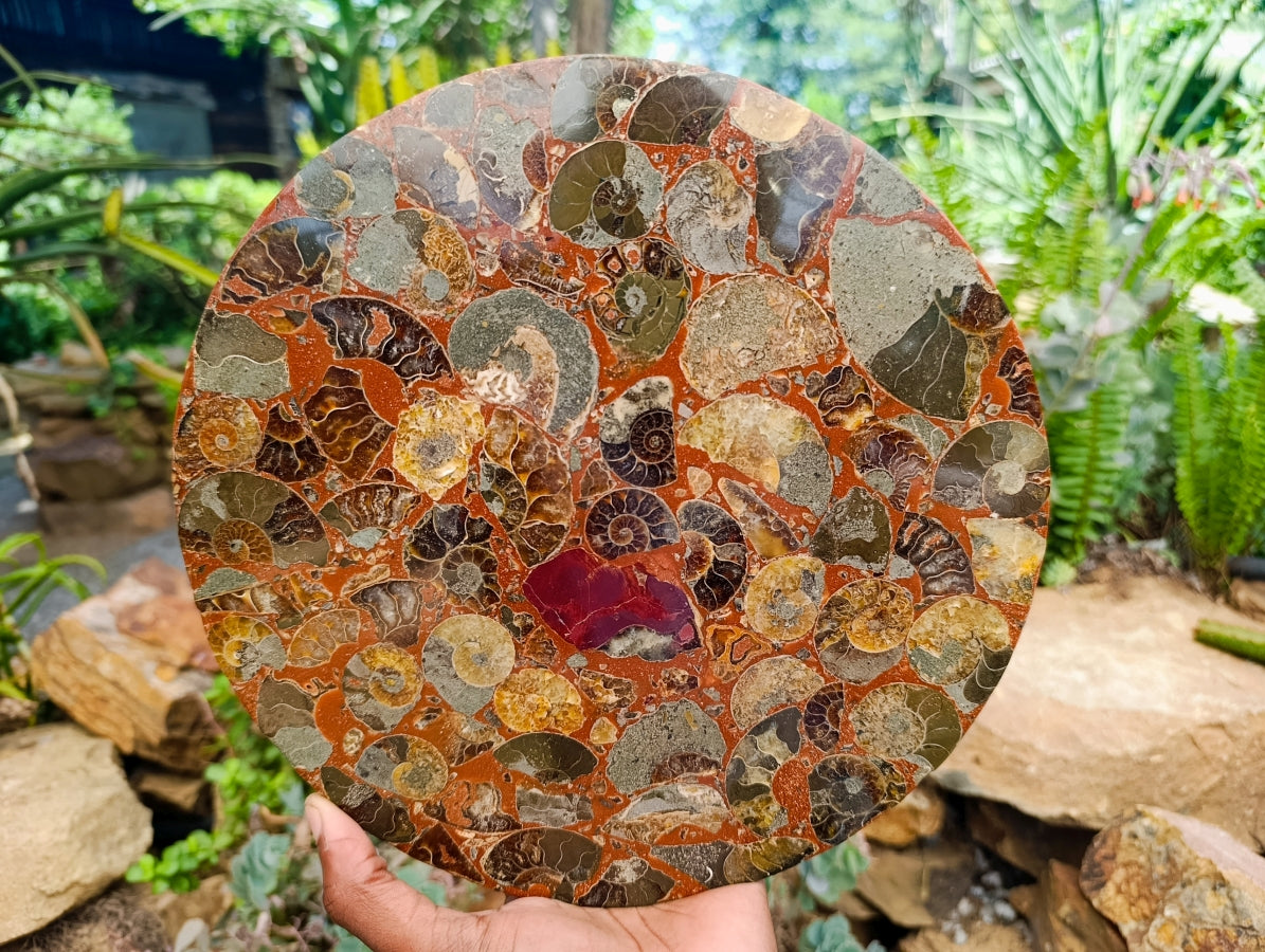 Hand Made Ammonite Conglomerate Display Plaques x 2 From Mahajanga, Madagascar