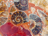 Hand Made Ammonite Conglomerate Display Plaques x 2 From Mahajanga, Madagascar