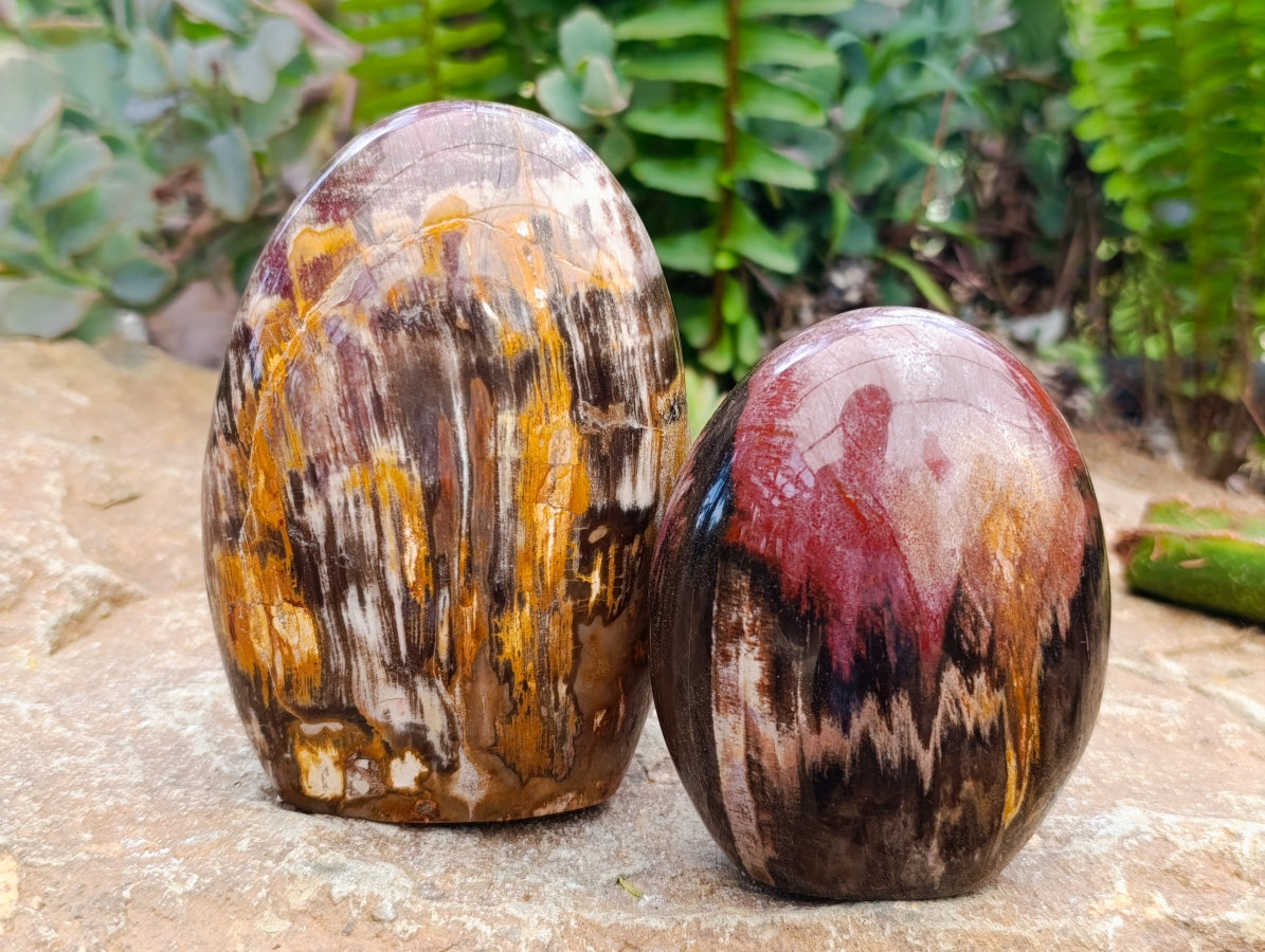 Polished Red Podocarpus Petrified Wood Standing Free Forms x 4 From Mahajanga, Madagascar