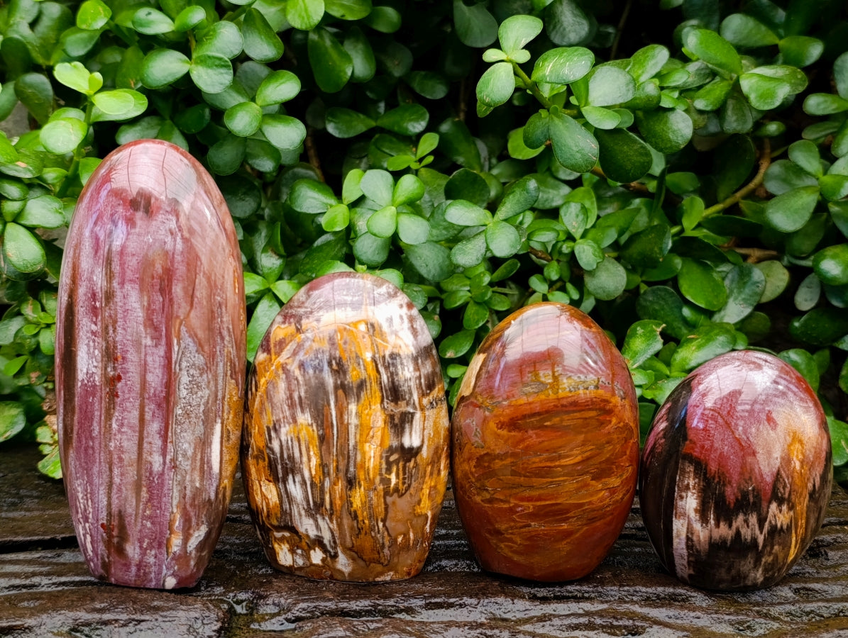 Polished Red Podocarpus Petrified Wood Standing Free Forms x 4 From Mahajanga, Madagascar