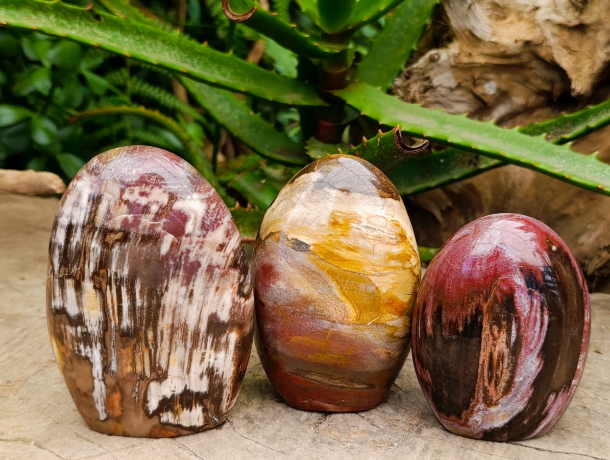 Polished Red Podocarpus Petrified Wood Standing Free Forms x 4 From Mahajanga, Madagascar