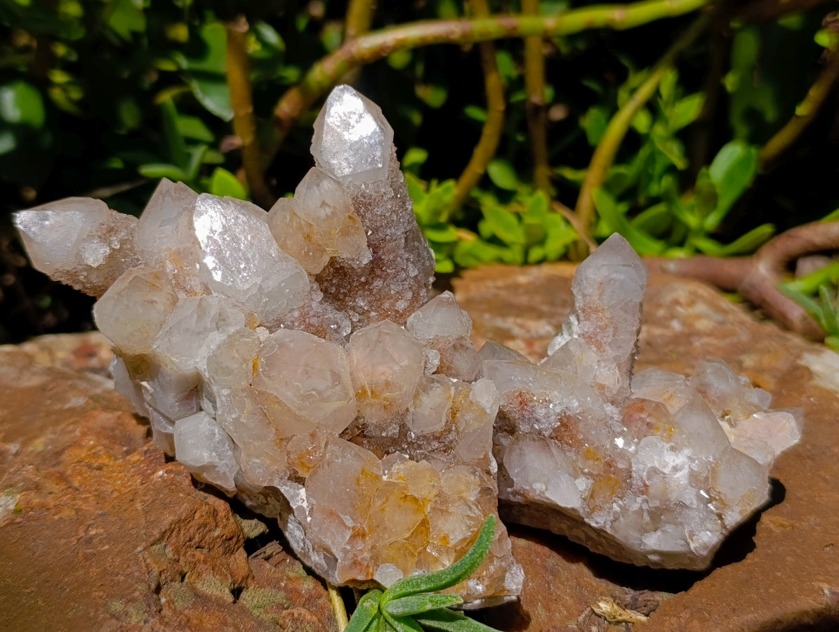 Natural Golden Limonite Spirit Quartz Clusters x 6 From Boekenhouthoek, South Africa