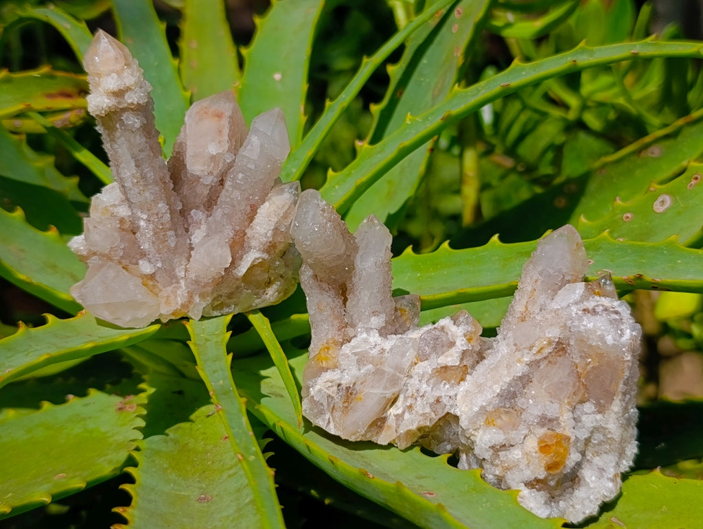 Natural Golden Limonite Spirit Quartz Clusters x 6 From Boekenhouthoek, South Africa