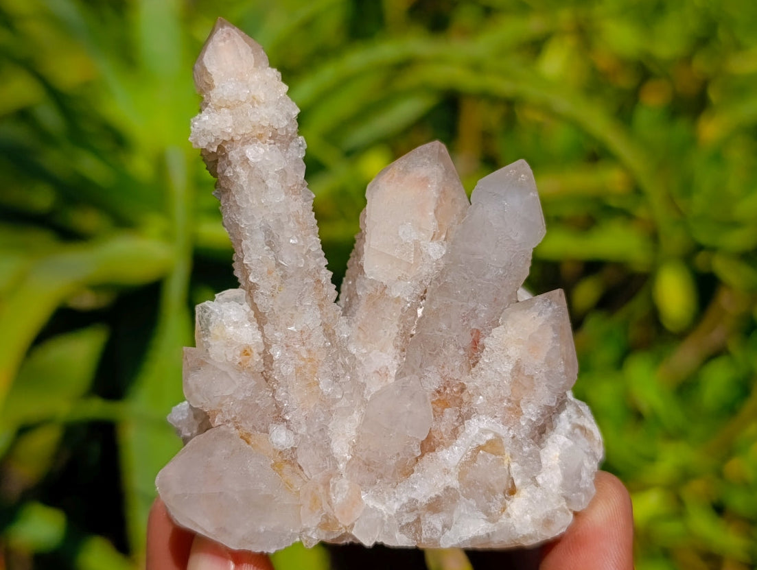 Natural Golden Limonite Spirit Quartz Clusters x 6 From Boekenhouthoek, South Africa