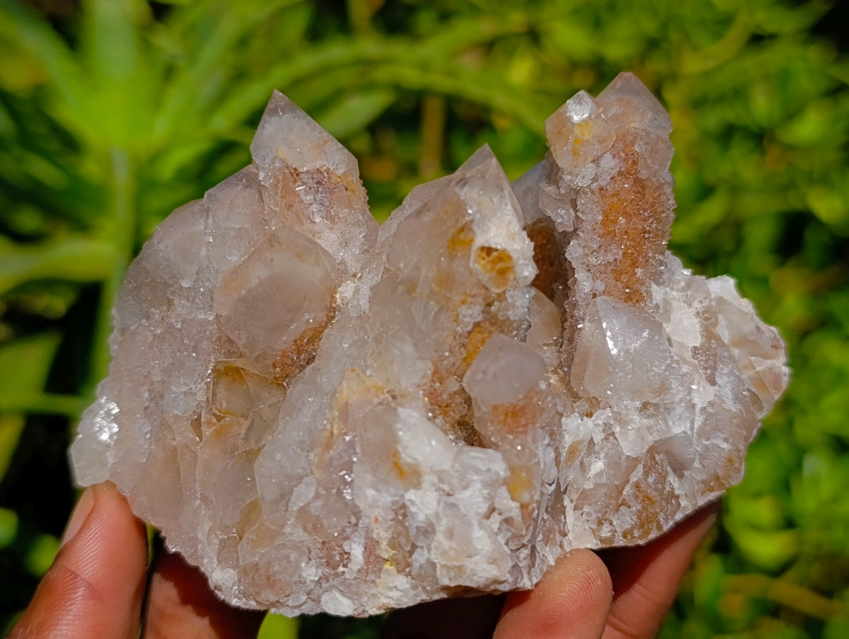 Natural Golden Limonite Spirit Quartz Clusters x 6 From Boekenhouthoek, South Africa