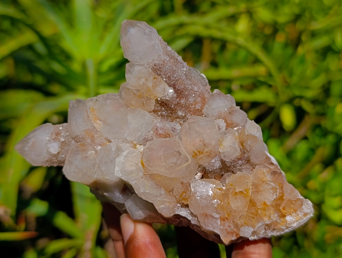 Natural Golden Limonite Spirit Quartz Clusters x 6 From Boekenhouthoek, South Africa