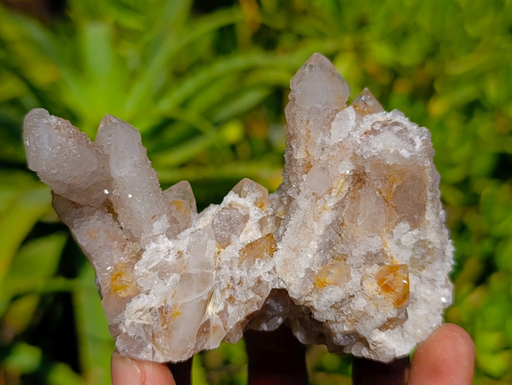 Natural Golden Limonite Spirit Quartz Clusters x 6 From Boekenhouthoek, South Africa
