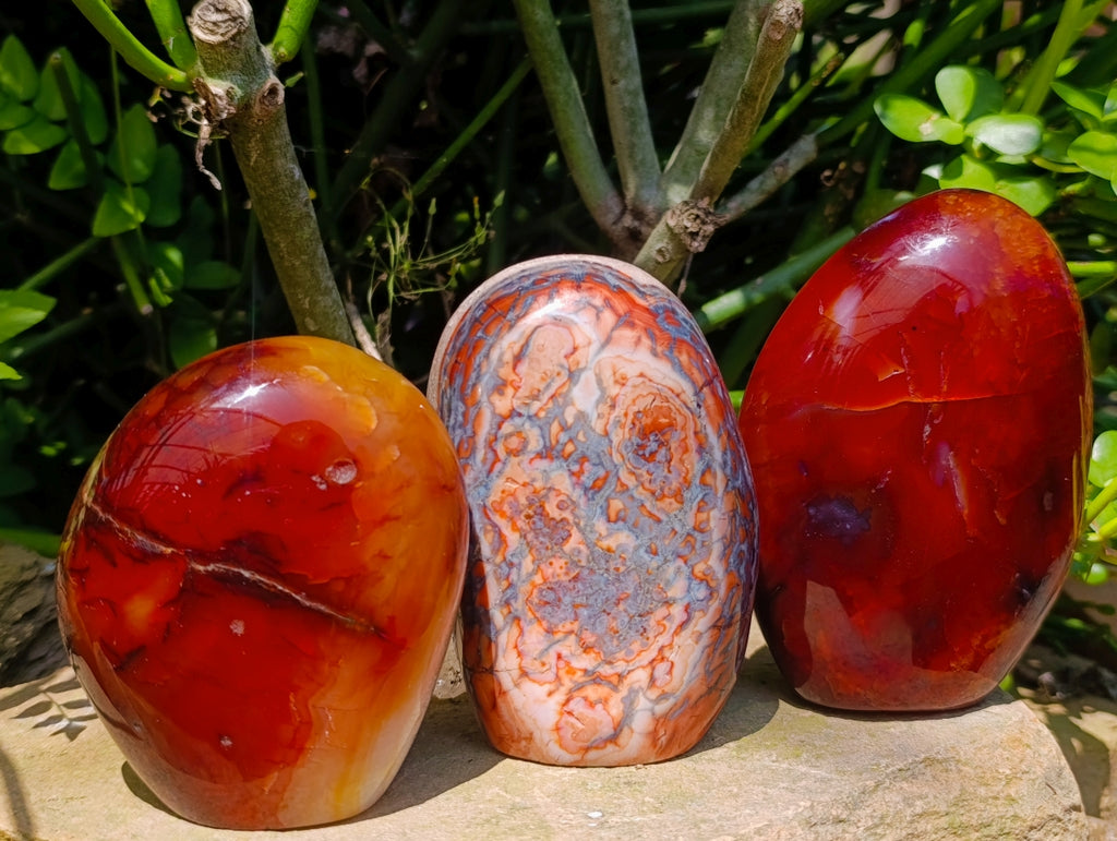Polished Carnelian Agate Gemstone Standing Free Forms x 3 From Madagascar