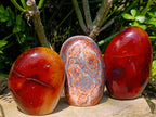 Polished Carnelian Agate Gemstone Standing Free Forms x 3 From Madagascar