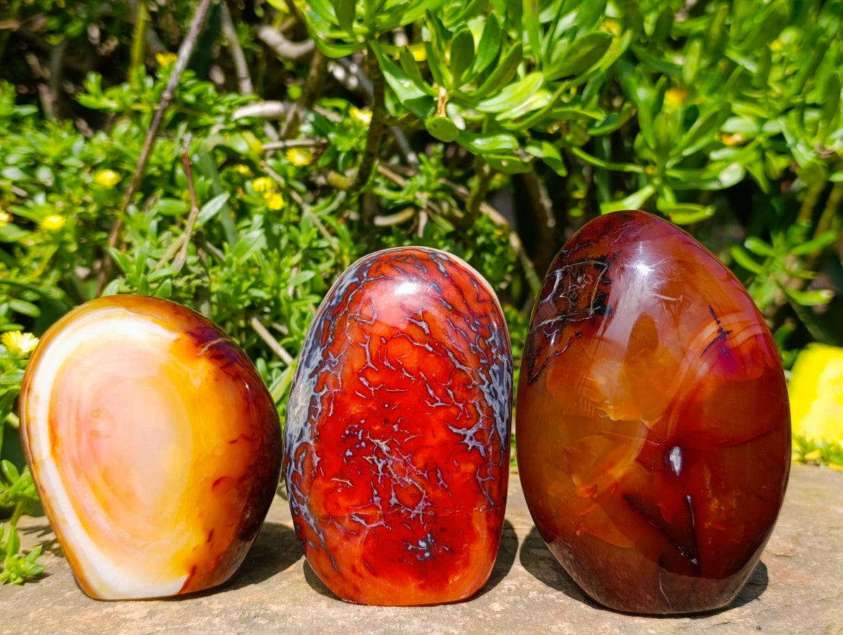Polished Carnelian Agate Gemstone Standing Free Forms x 3 From Madagascar