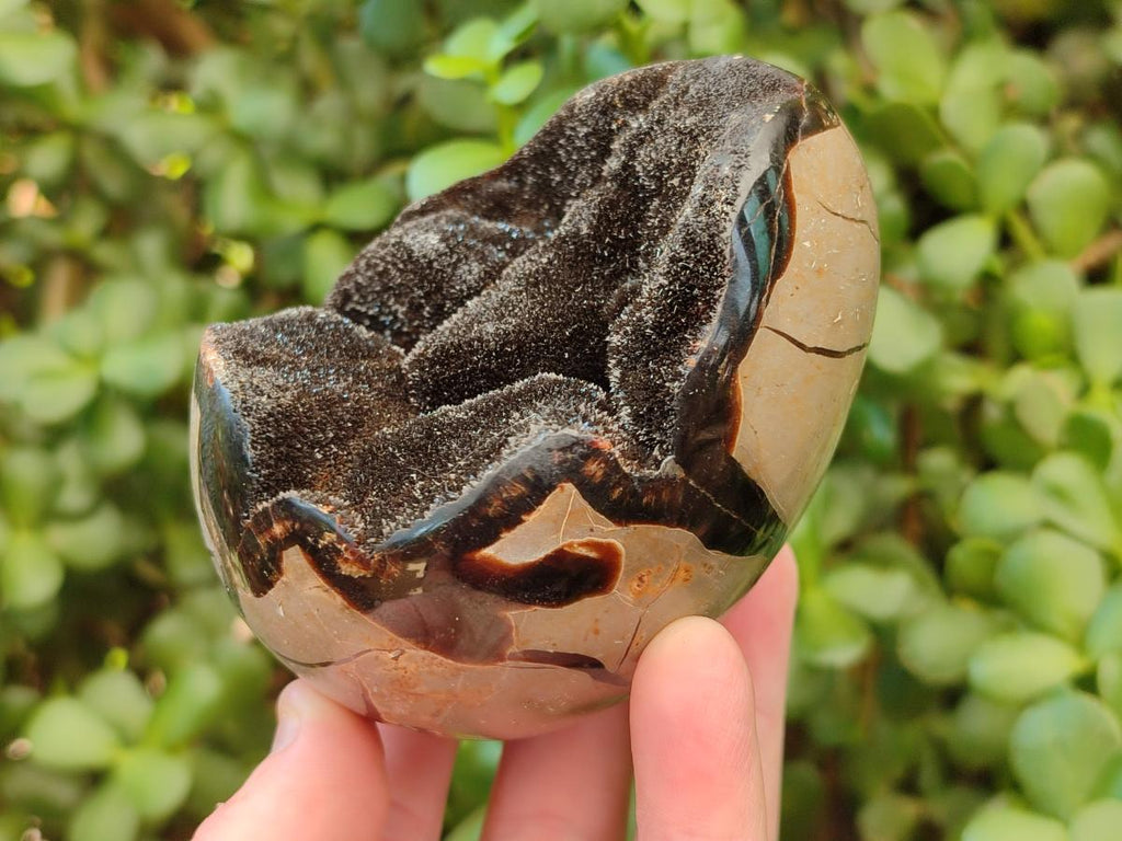 Polished Septerye Sauvage "Dragons Egg" Geodes x 5 From Mahajanga, Madagascar