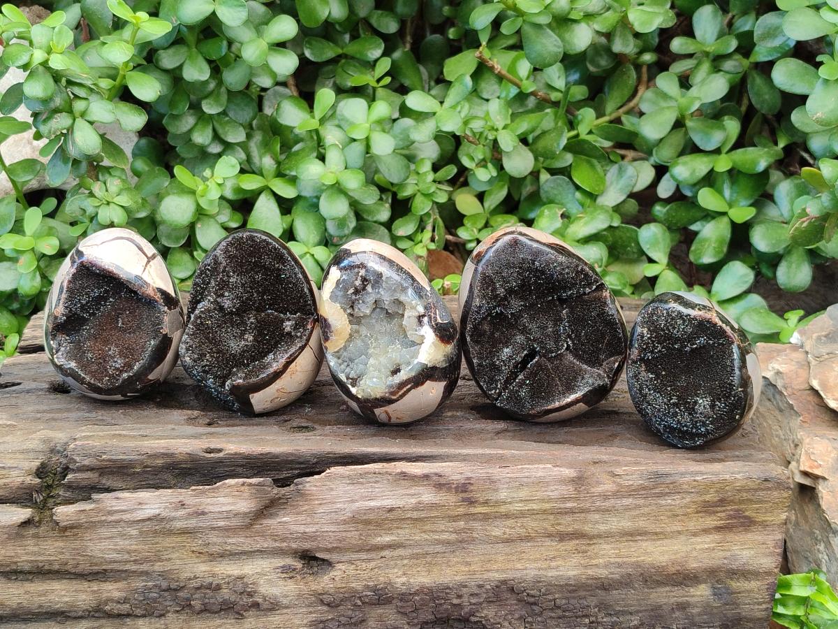 Polished Septerye Sauvage "Dragons Egg" Geodes x 5 From Mahajanga, Madagascar