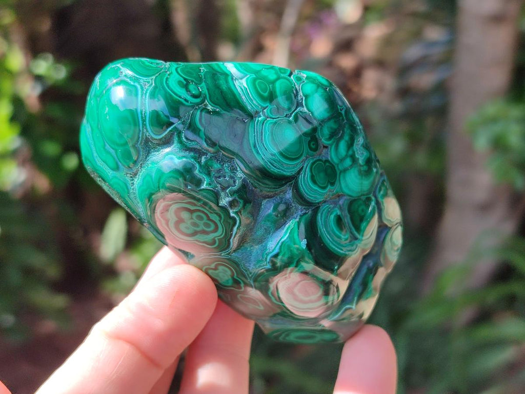 Polished Flower Banded Malachite Free Forms x 6 From Congo