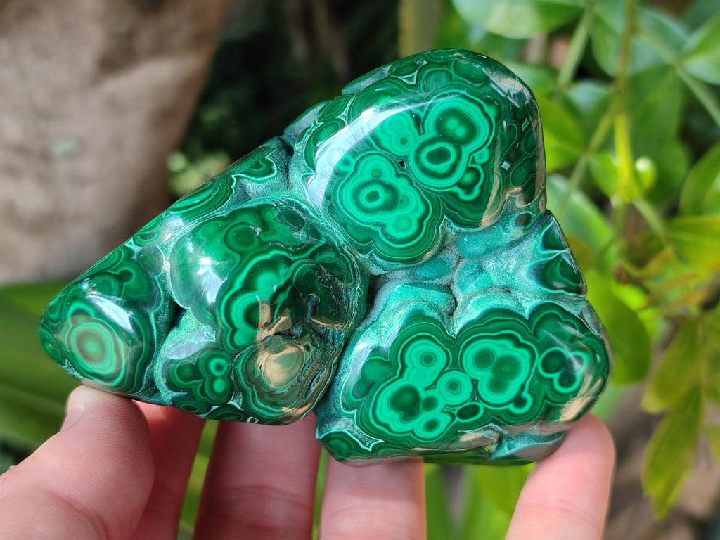 Polished Flower Banded Malachite Free Forms x 6 From Congo