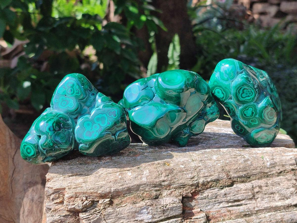 Polished Flower Banded Malachite Free Forms x 6 From Congo