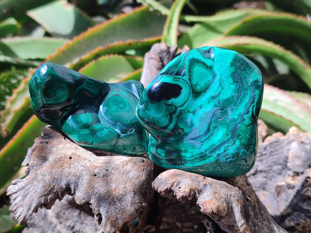 Polished Flower Banded Malachite Free Forms x 6 From Congo