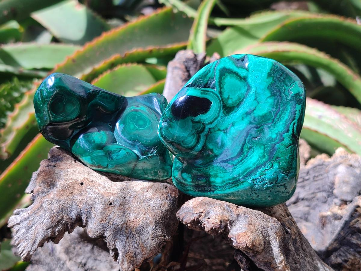 Polished Flower Banded Malachite Free Forms x 6 From Congo