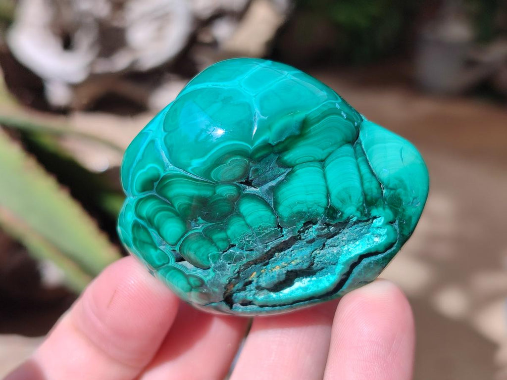 Polished Flower Banded Malachite Free Forms x 6 From Congo