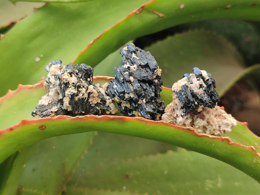 Natural Schorl Black Tourmaline With Vermiculite x 70 From Erongo, Namibia
