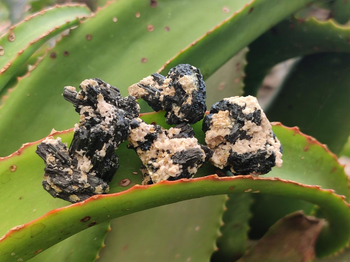 Natural Schorl Black Tourmaline With Vermiculite x 70 From Erongo, Namibia