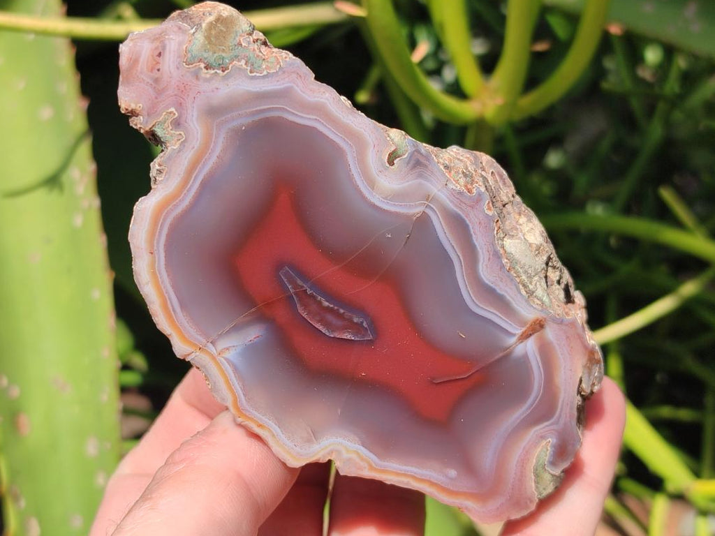 Polished One Side Red Shashe River Agate Nodules x 6 From Shashe River, Zimbabwe