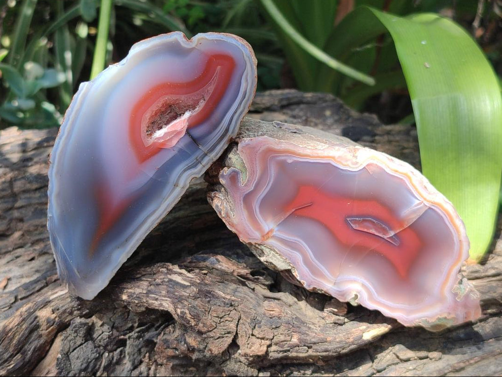 Polished One Side Red Shashe River Agate Nodules x 6 From Shashe River, Zimbabwe