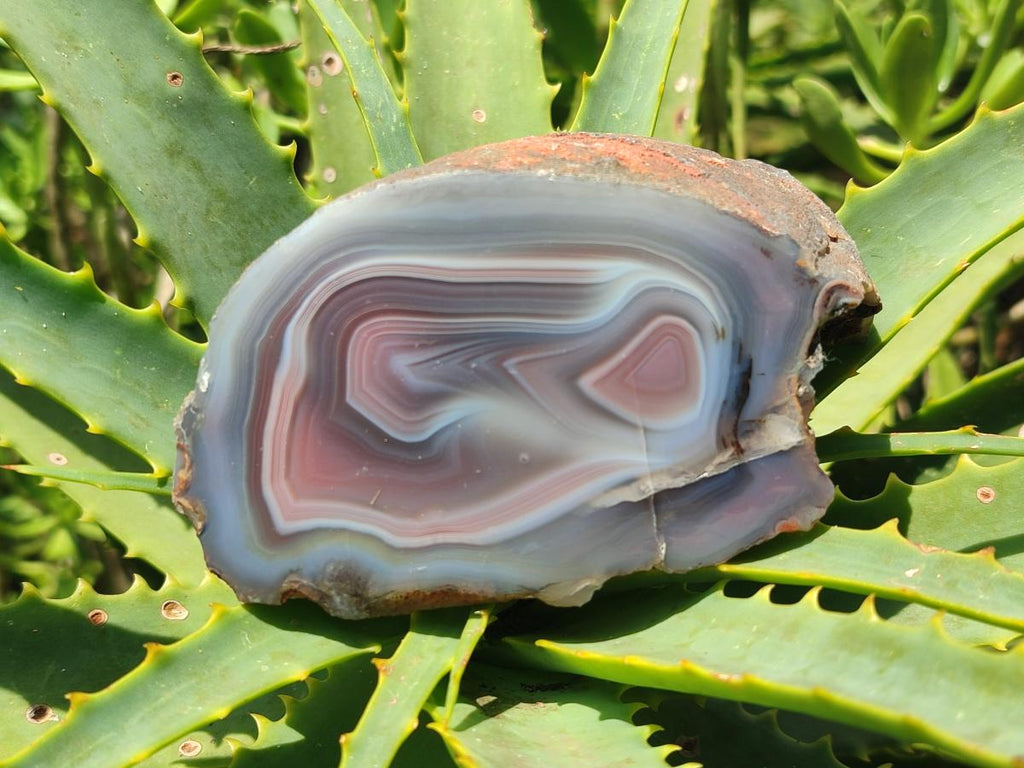 Polished One Side Red Shashe River Agate Nodules x 6 From Shashe River, Zimbabwe